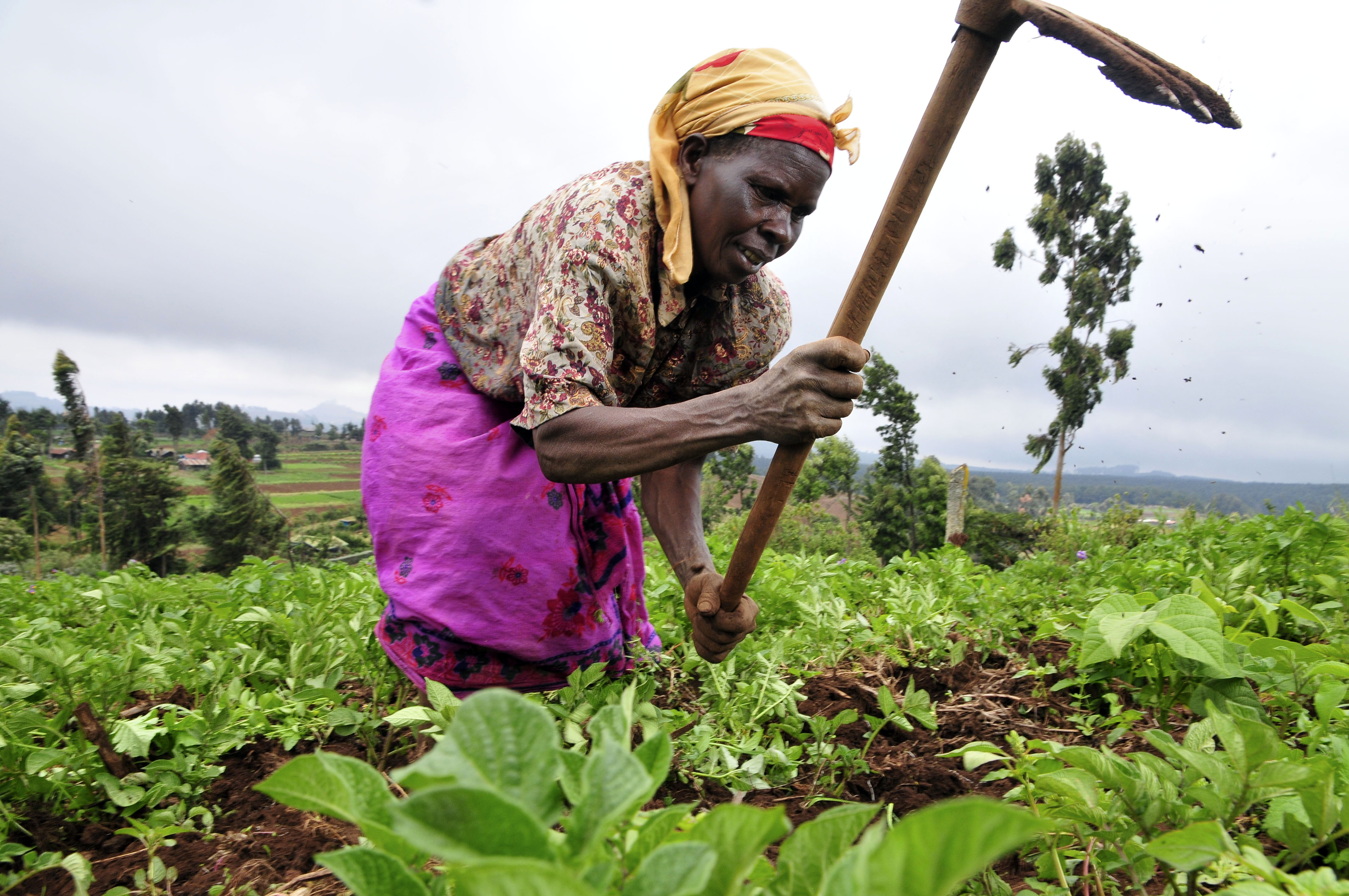 Woman farmer supplying food for school meal program