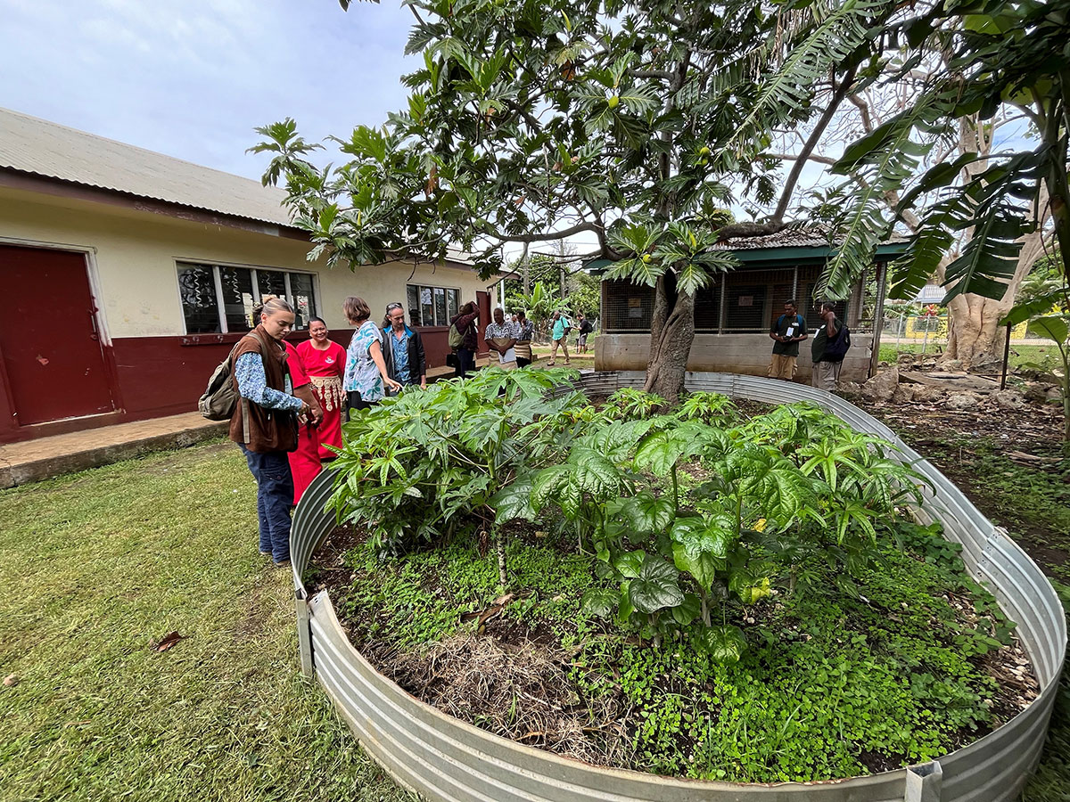 Breadfruit (Artocarpus altilis) and abika (bele) (Abelmoschus manihot) grown within a school setting in Tonga